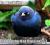 Bluejay's Avatar