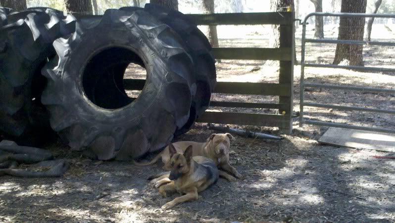 Name:  tires.jpg
Views: 756
Size:  90.1 KB