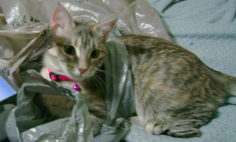 Name:  DSC03463c.jpg
Views: 22
Size:  56.3 KB