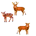 Name:  deer_6.gif
Views: 31
Size:  9.9 KB