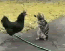 Name:  EISvwBX.gif
Views: 10
Size:  498.2 KB