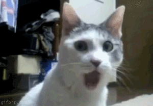 Name: 1269259657_omg_cat.gif
Views: 26
Size: 1.43 MB