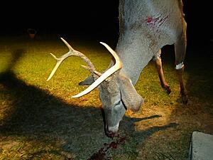 If this Doesn't get you psyched for Deer Season...-rcn1fg0l.jpg
