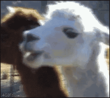Name:  llama-creepy.gif
Views: 31
Size:  1.94 MB