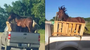 F-150 Oddities: A Ford Truck-Riding Horse?
