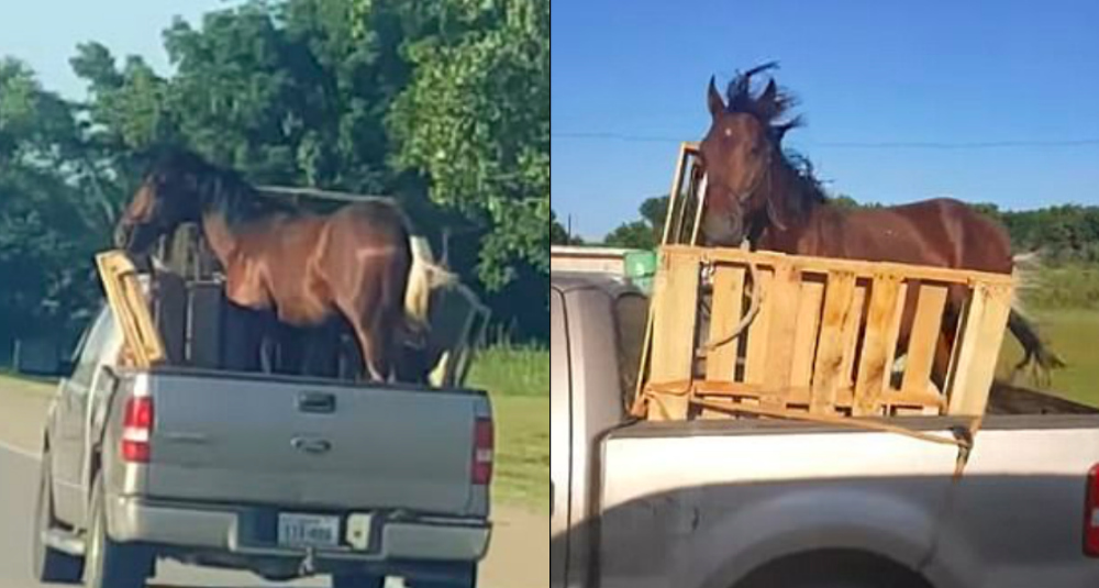 F-150 Oddities: A Ford Truck-Riding Horse?
